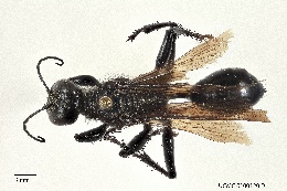 Palmodes carbo image