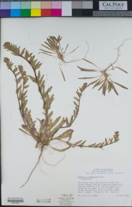 Image of Camissoniopsis hardhamiae