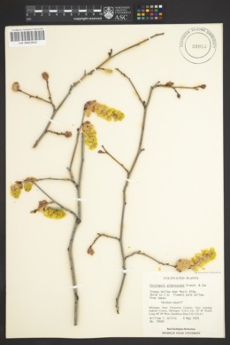 Corylopsis glabrescens image