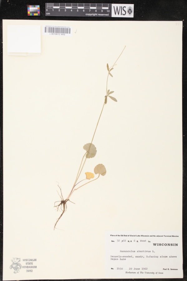 Ranunculus abortivus image