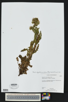 Image of Phacelia robusta