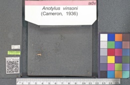 Anotylus vinsoni image