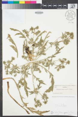 Eryngium vaseyi image