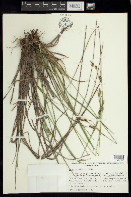 Carex longicaulis image