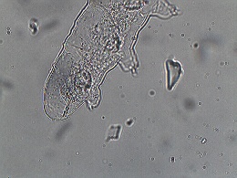Image of Isohypsibius solidus