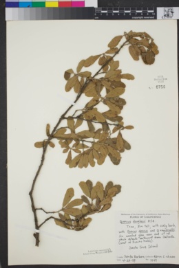 Quercus douglasii image