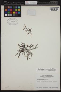 Neogastroclonium subarticulatum image