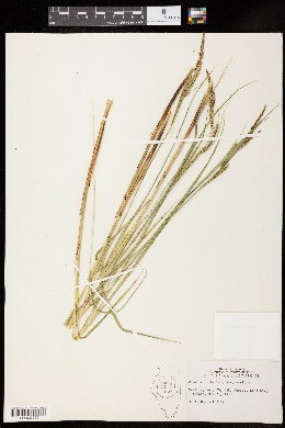 Carex stricta var. stricta image
