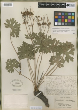 Image of Geranium madrense