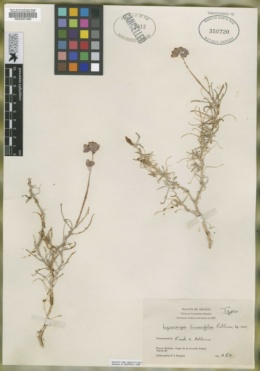 Lyrocarpa linearifolia image