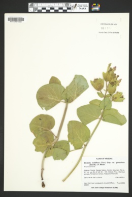 Mirabilis multiflora var. glandulosa image