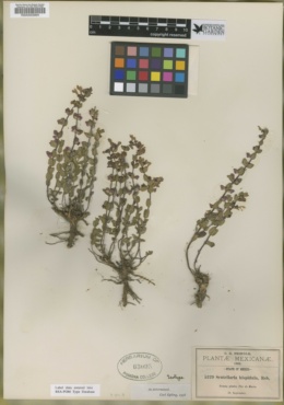 Image of Scutellaria hispidula