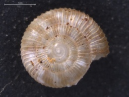 Image of Allodiscus wairoaensis