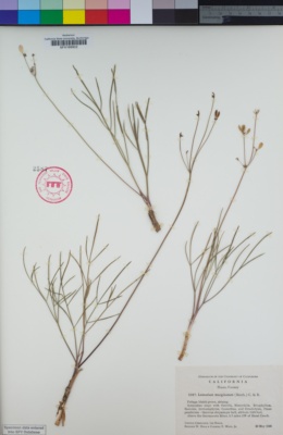 Image of Lomatium marginatum