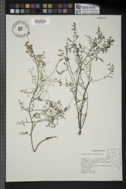 Astragalus solitarius image
