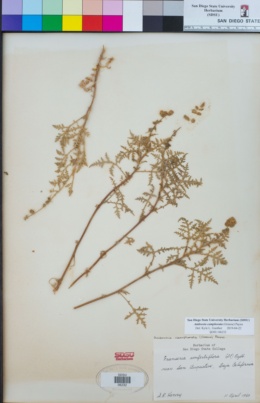 Ambrosia camphorata image
