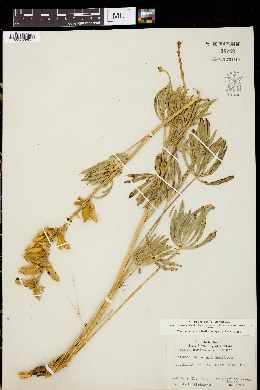 Lupinus humicola image