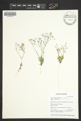 Gilia brecciarum var. neglecta image
