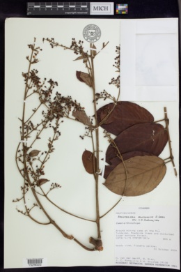 Banisteriopsis velutinissima image