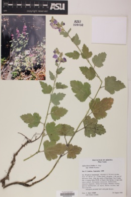 Sphaeralcea fendleri subsp. venusta image