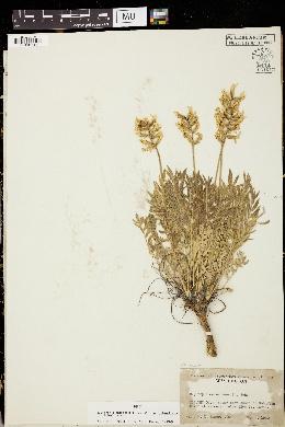 Oxytropis campestris var. columbiana image