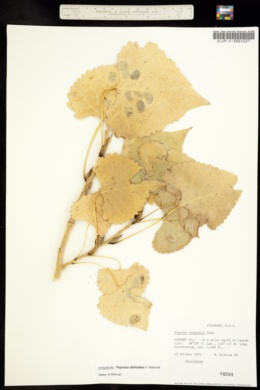 Image of Populus occidentalis
