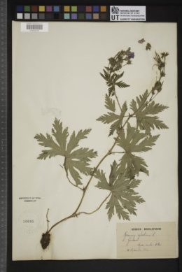 Geranium sylvaticum image