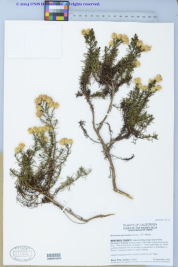 Image of Ericameria fasciculata