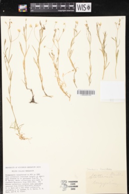 Image of Stellaria palustris
