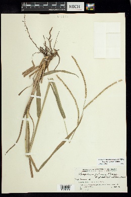 Image of Paspalum palmeri
