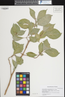 Image of Achyranthes margaretarum