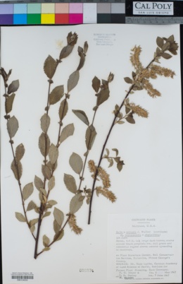 Salix × tetrapla image