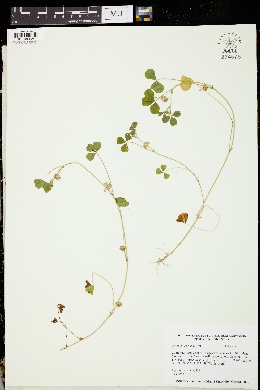 Trifolium cernuum image