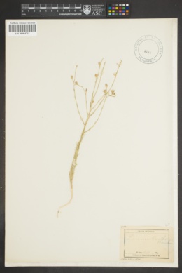 Image of Linum bootii