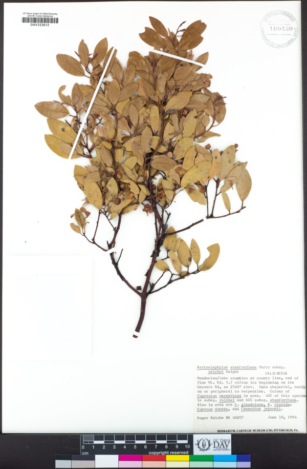 Arctostaphylos stanfordiana subsp. raichei image