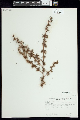 Larix leptolepis image