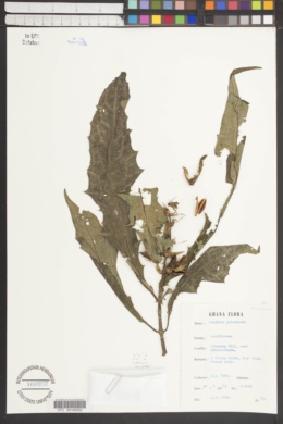 Image of Acanthus guineensis