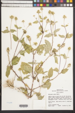 Image of Heliopsis annua