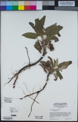Salvia spathacea image