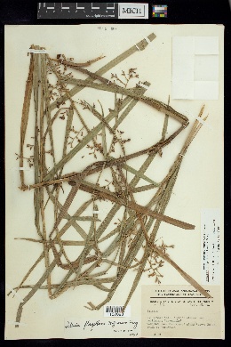 Scleria flagellum-nigrorum image