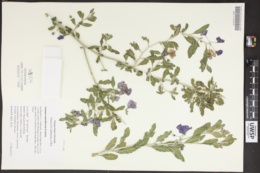 Image of Solanum umbelliferum