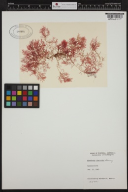 Austroclonium charoides image
