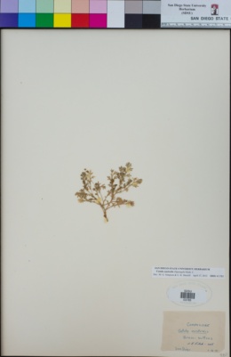 Cotula australis image