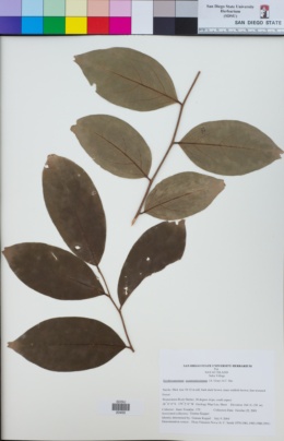 Erythrospermum acuminatissimum image