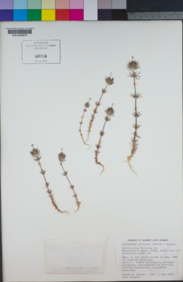 Leptosiphon ciliatus image