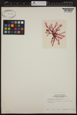 Callophyllis lambertii image
