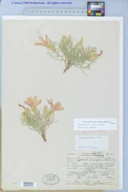 Lygodesmia grandiflora var. arizonica image