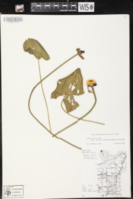 Image of Nuphar x rubrodisca
