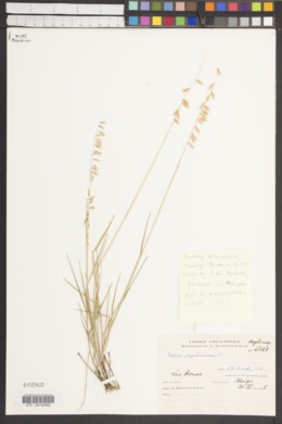 Image of Melica papilionacea