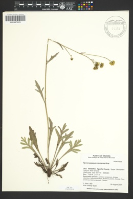 Hymenopappus mexicanus image